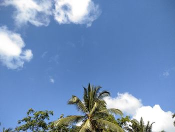 Low angle view of palm trees against blue sky