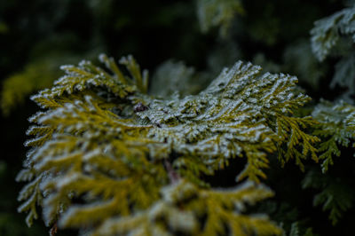 Close-up of frozen branches