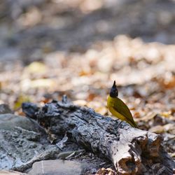 Bird perching on rock