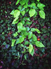 Plants growing in water