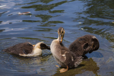 Close up of young birds in water