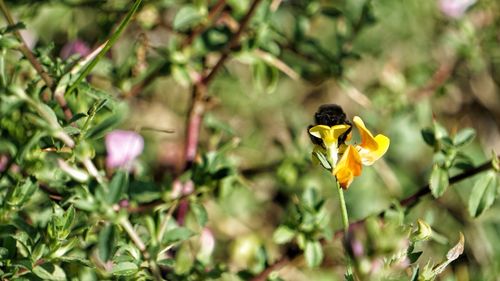 Close-up of insect on flower