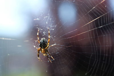 Close-up of spider on web