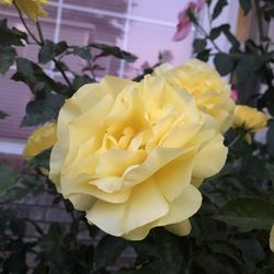 Close-up of yellow rose
