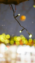 Close-up of raindrops on plant
