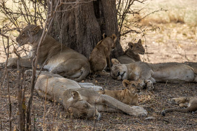 Lion family on field in forest