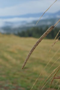 Close-up of grass on field against sky