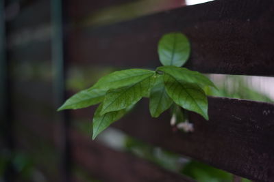 Close-up of green leaf