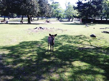 Horse on field