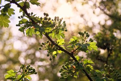 Close-up of flowering plant against tree