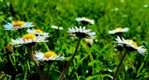 Close-up of white flowering plants on field