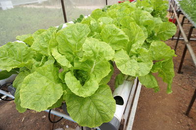 High angle view of fresh green leaves in potted plant