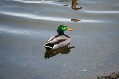 Duck swimming in lake