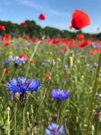 Close-up of purple poppy flowers growing on field
