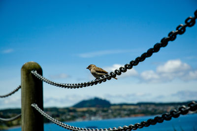 Close-up of chain against blue sky