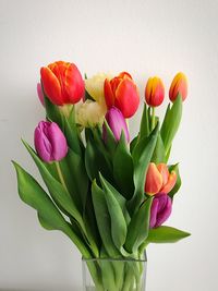 Close-up of pink tulips in vase against white background