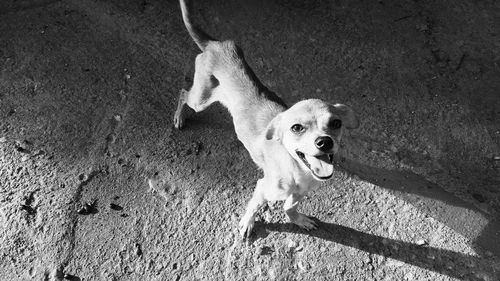 High angle portrait of dog