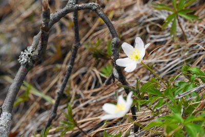 Close-up of white flowering plant on field