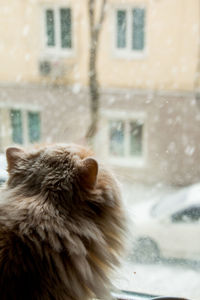 View of a cat on snow