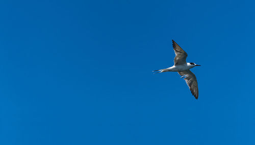 Low angle view of seagull flying in sky
