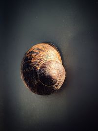 Close-up of snail against black background