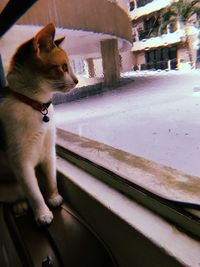 Dog looking away while sitting on window