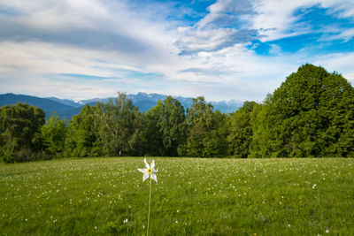 Flower on grassy field against sky