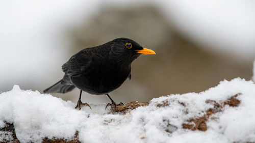 Close-up of bird perching on snow