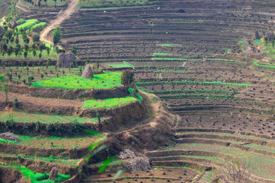 High angle view of agricultural field