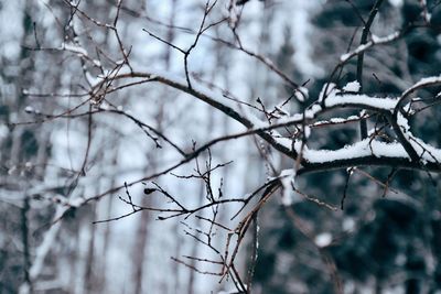 Close-up of snow covered bare tree