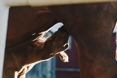 Foal drinking milk on mare