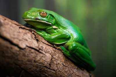 Close-up of lizard on tree