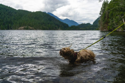 View of a dog in lake