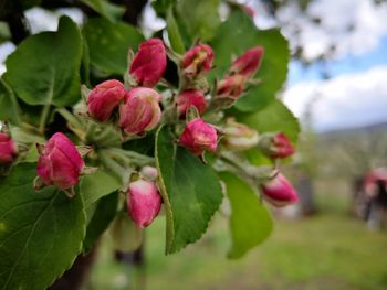 Close-up of pink flowering plants