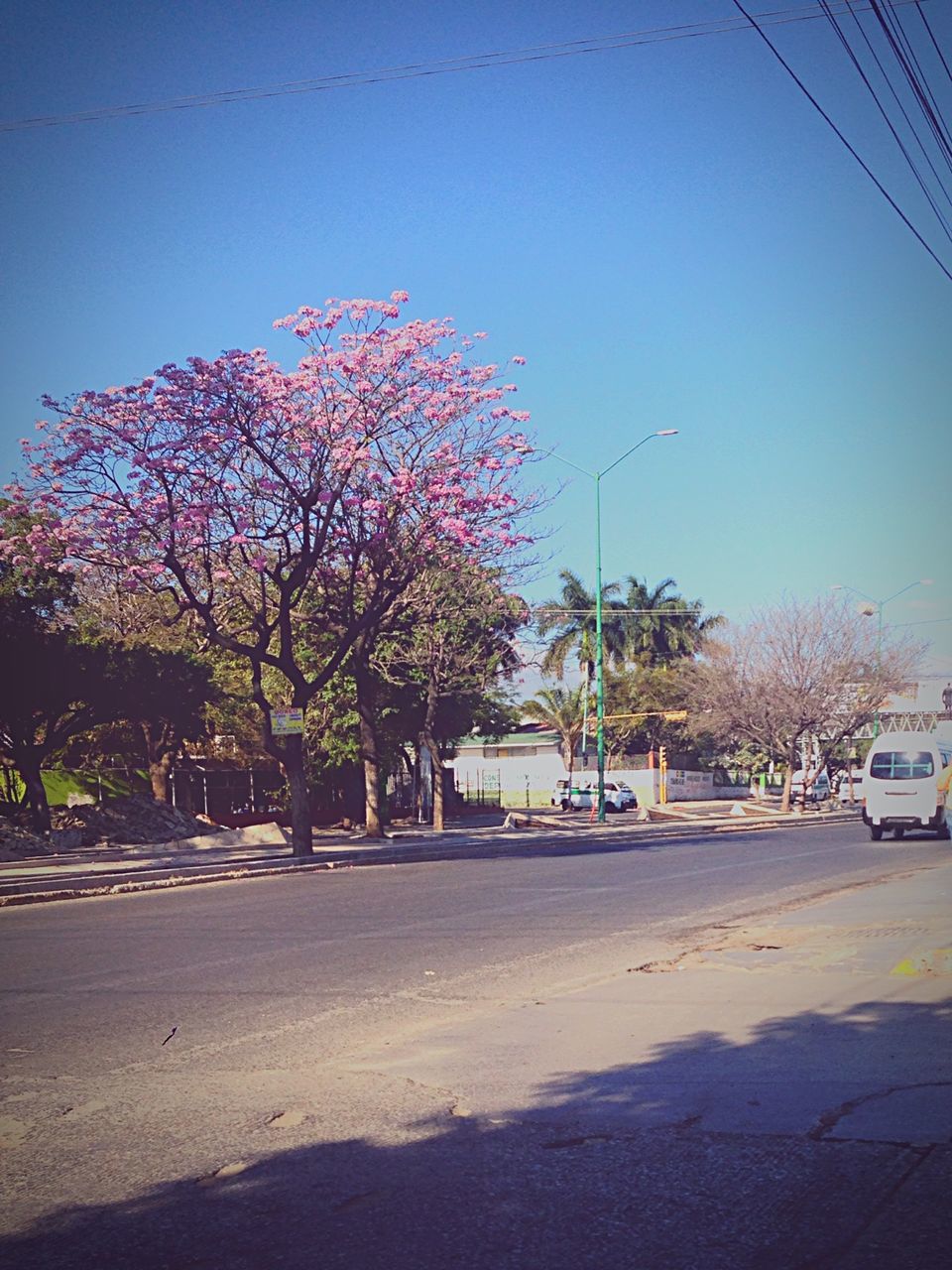 tree, transportation, car, clear sky, road, street, land vehicle, mode of transport, blue, street light, sky, sunlight, day, building exterior, outdoors, shadow, nature, copy space, built structure, no people