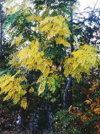 Full frame shot of tree