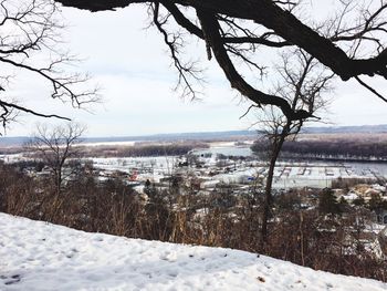 Bare trees on snow covered field