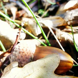 Close-up of fresh plants