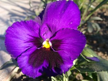 Close-up of purple flower