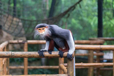 Monkey in a zoo