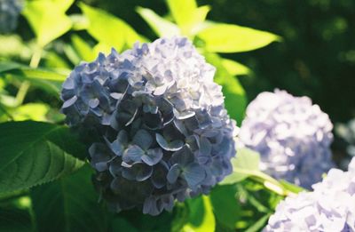 Close-up of hydrangea blooming outdoors