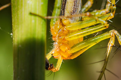 Close-up of spider on plant