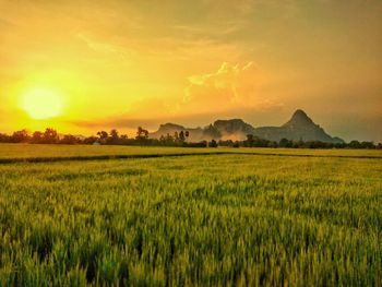 Scenic view of agricultural field against sky during sunset