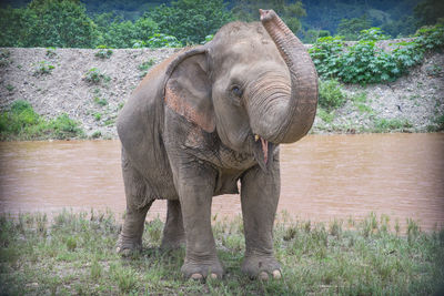 Elephant standing by river