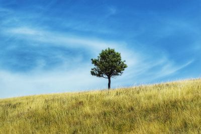 Tree on field against sky