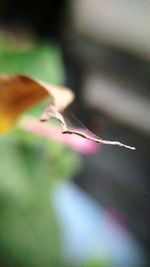 Close-up of dry leaf on plant