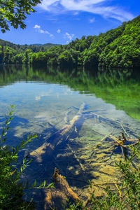 Scenic view of lake in forest against sky