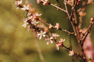 Close-up of pink cherry blossoms in spring