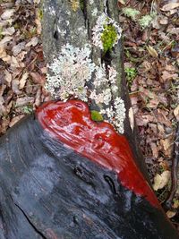 Close-up of red tree trunk