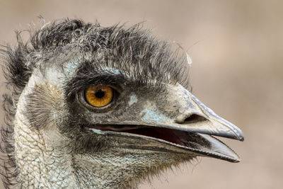 Close-up of a bird looking away